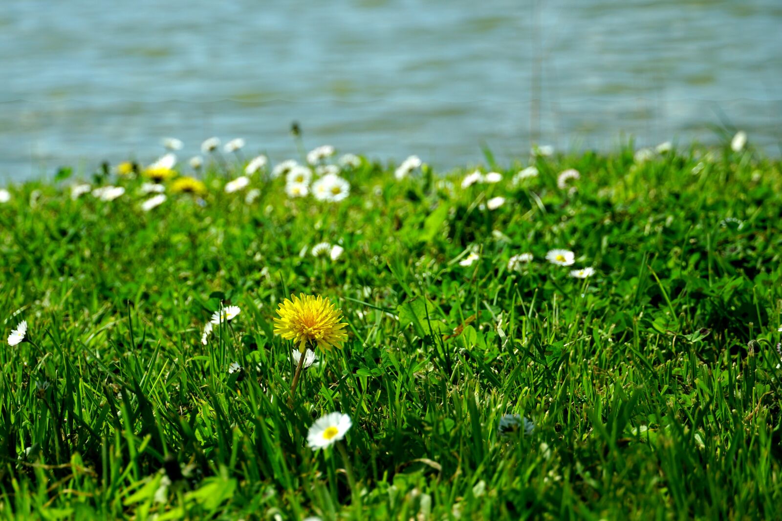 Sony E 18-135mm F3.5-5.6 OSS sample photo. Grass, nature, meadow photography