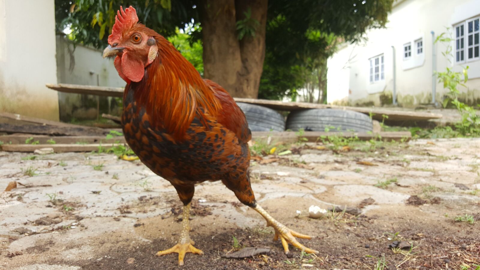 Samsung Galaxy Note5 sample photo. Chicken, rooster, fowl photography
