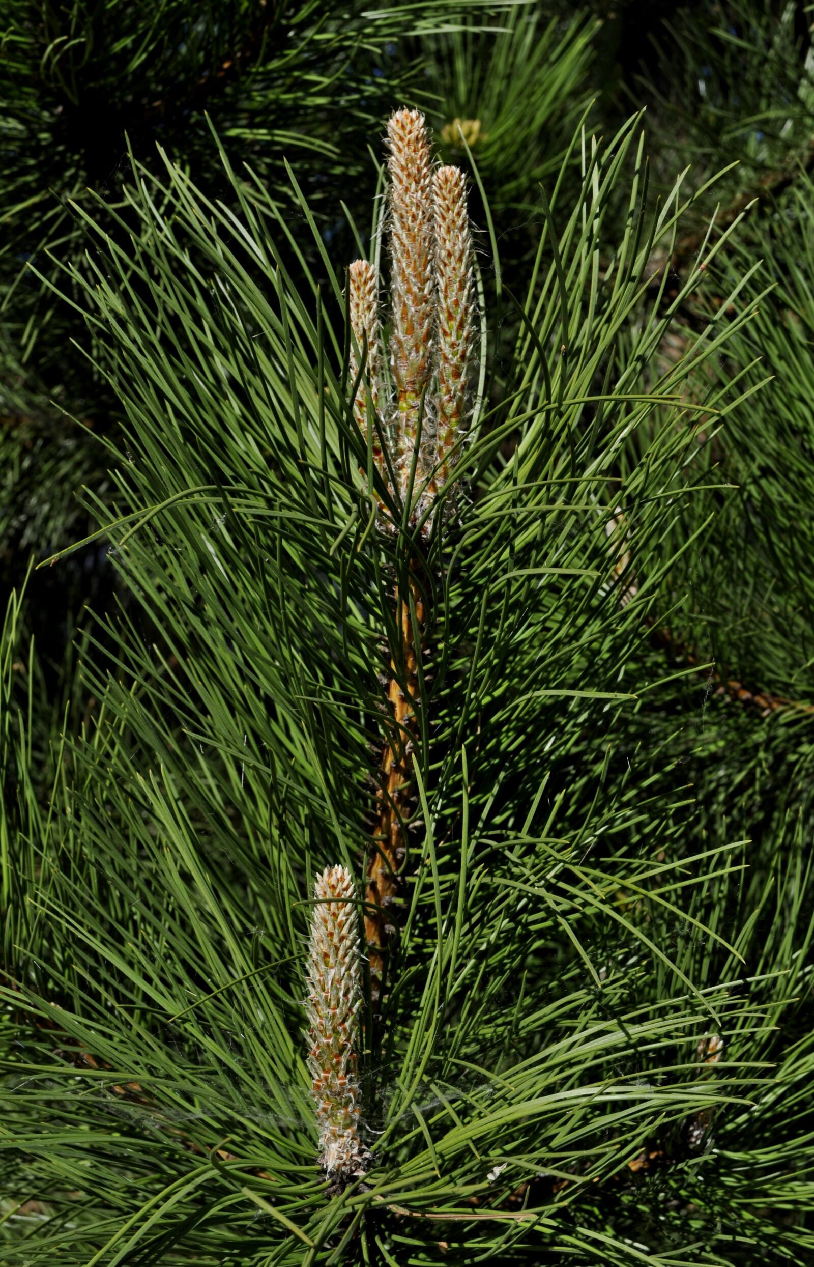 Nikon D5000 sample photo. Pine, forest, coniferous photography