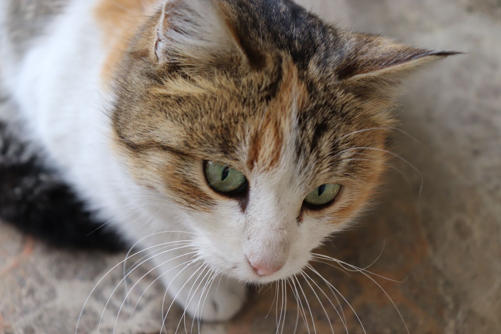 Canon EOS 200D (EOS Rebel SL2 / EOS Kiss X9) sample photo. Cat, animal, tiger photography