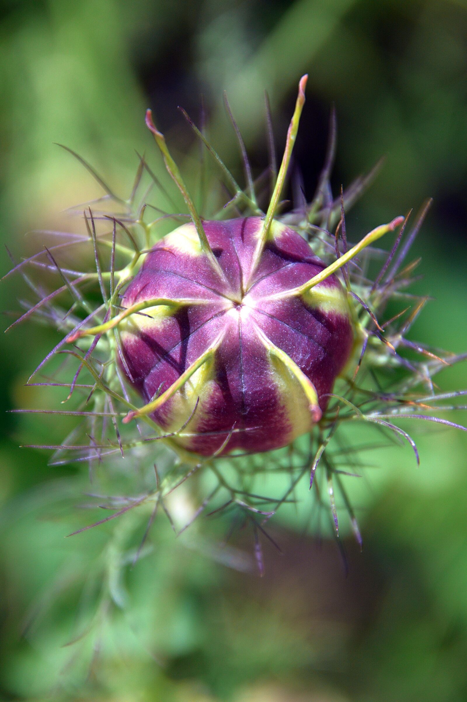 Nikon D3200 sample photo. Flower, summer, summer flower photography