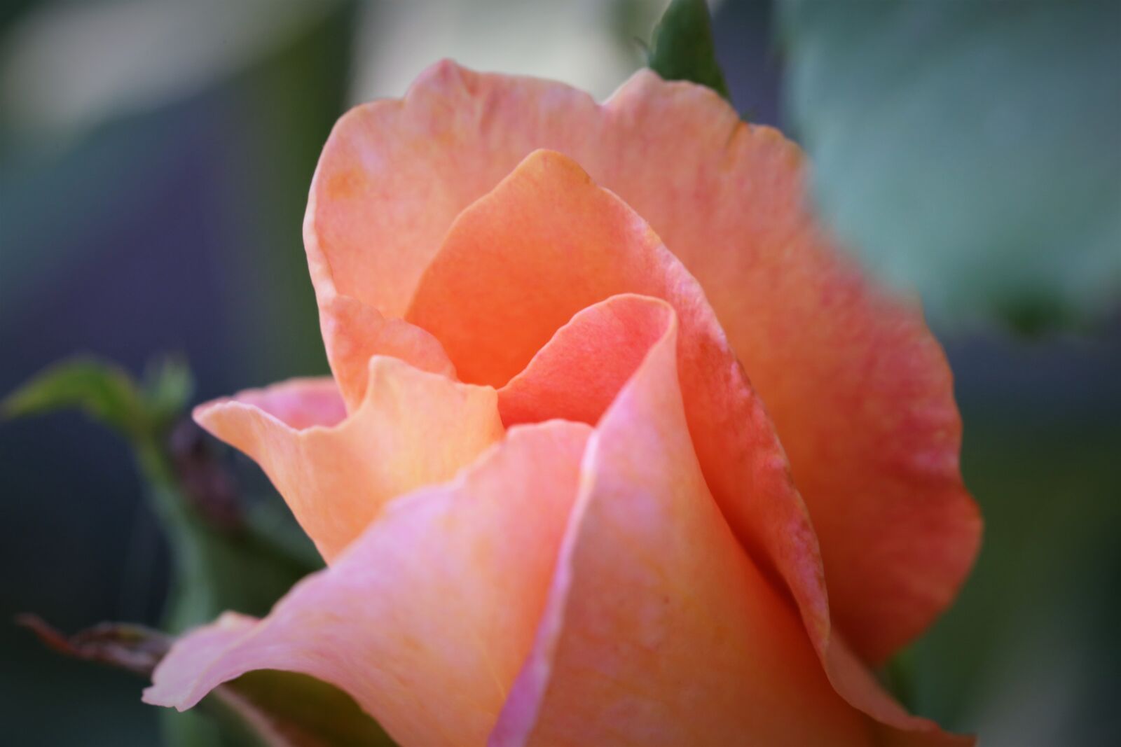 Canon EOS 6D sample photo. Rose golden medal, flower photography