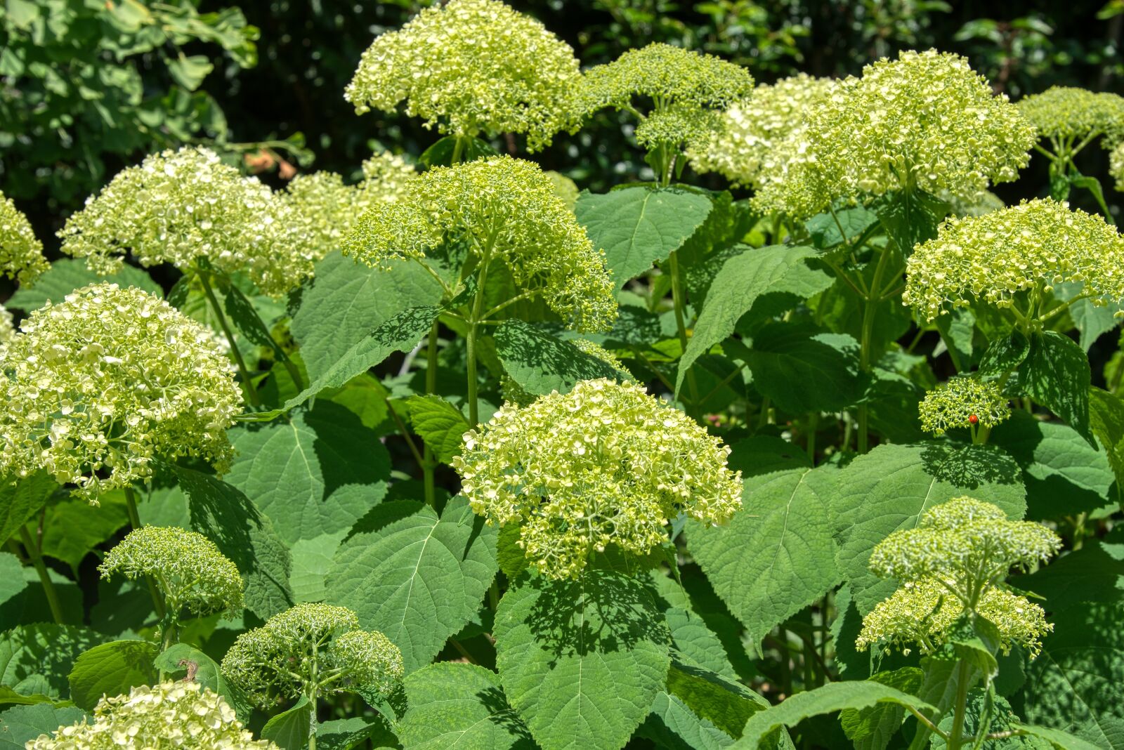 Nikon D750 sample photo. Hydrangeas, hydrangea, hydrangeaceae photography