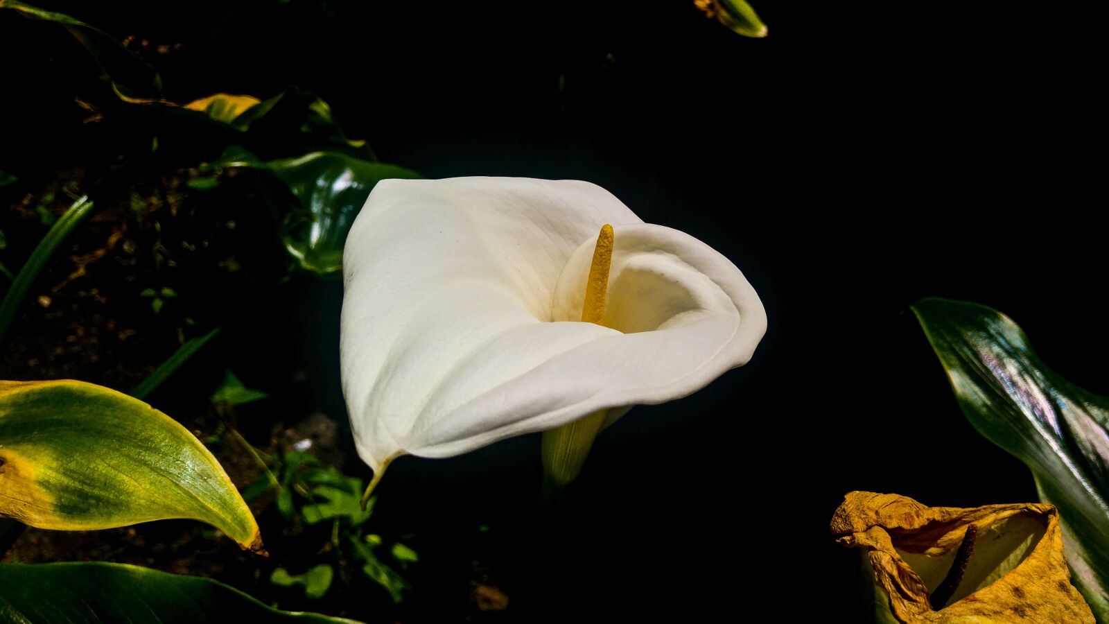 LG G4 sample photo. Flower, nature, leaf photography