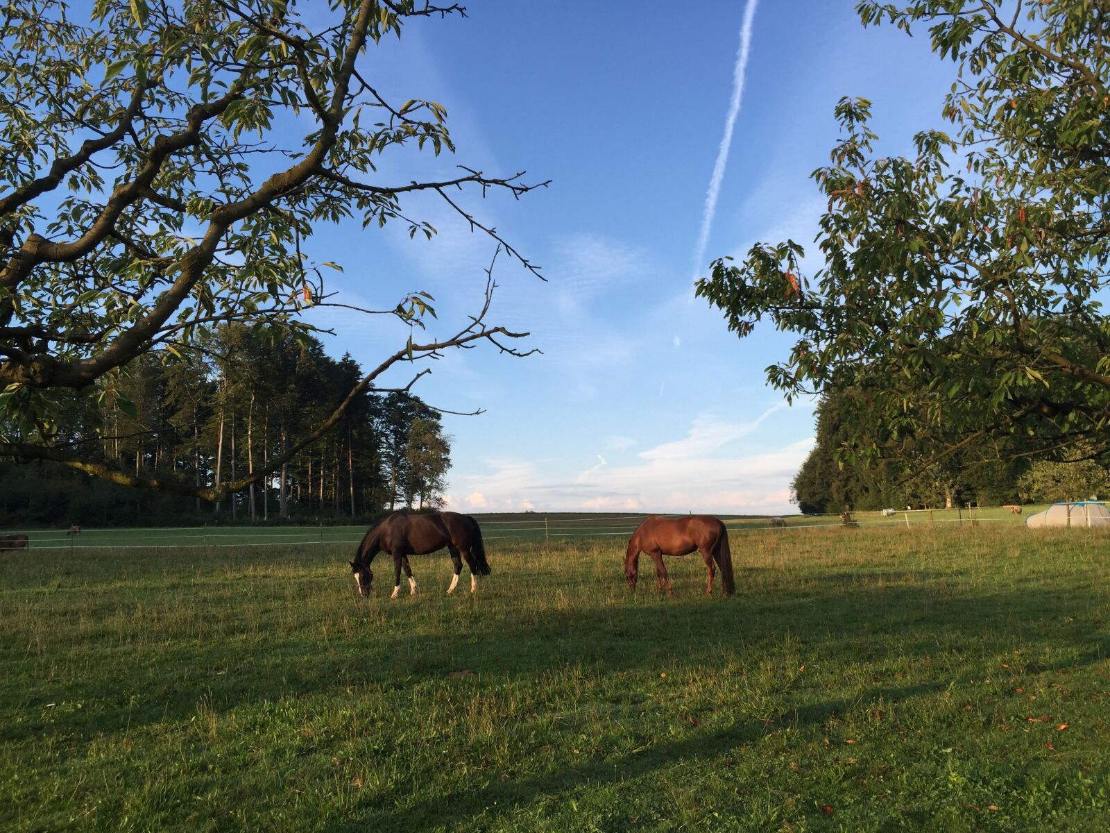 Apple iPhone 6 sample photo. Close, horses, landscape photography