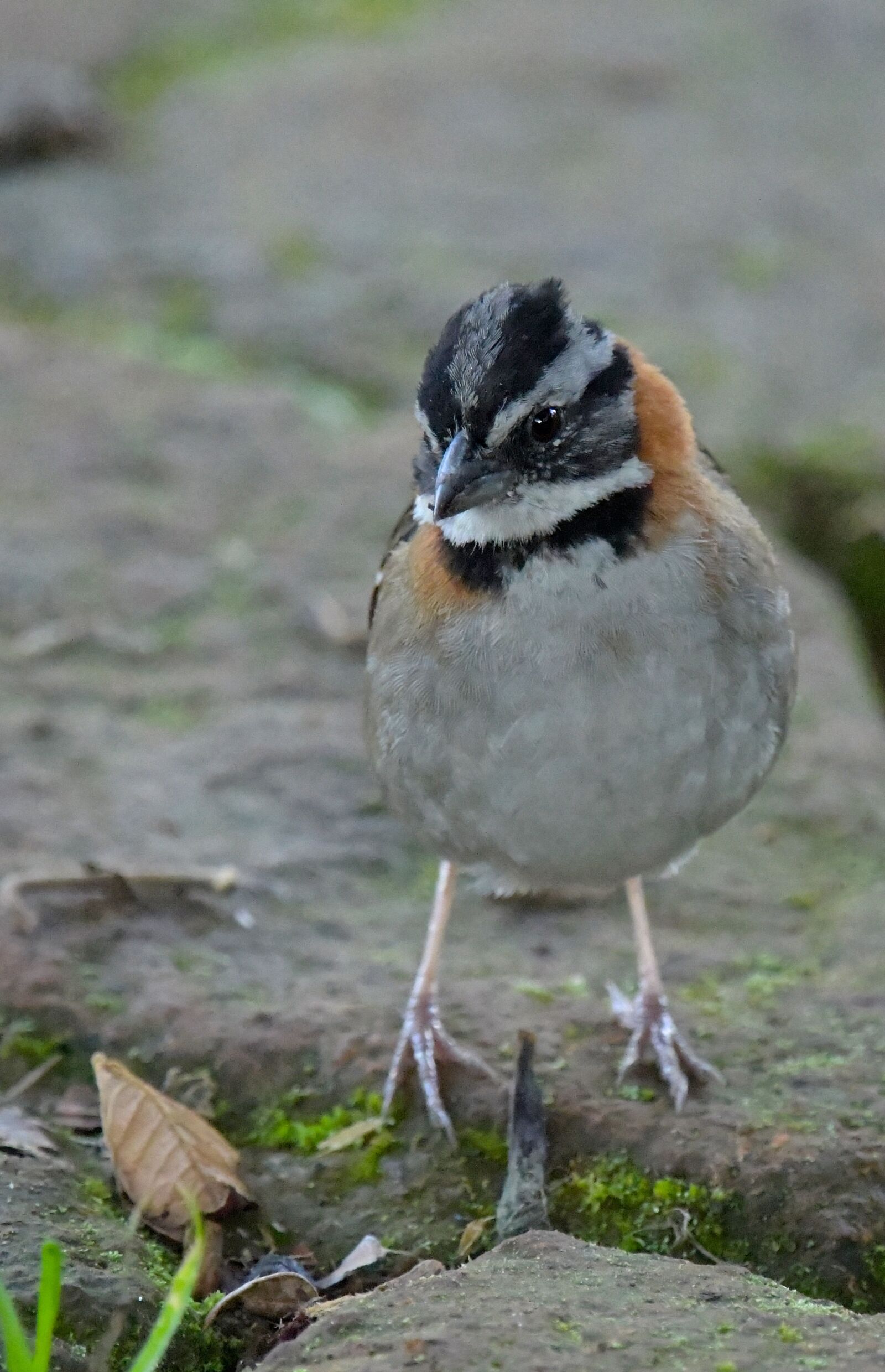 Nikon D850 sample photo. Bird, garden, ecuador photography
