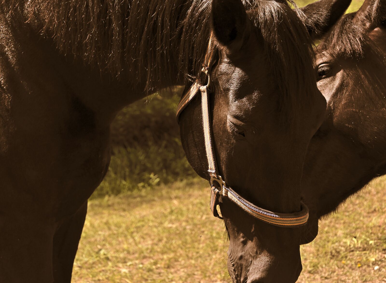 Nikon D5600 sample photo. Horses, love, feeling photography