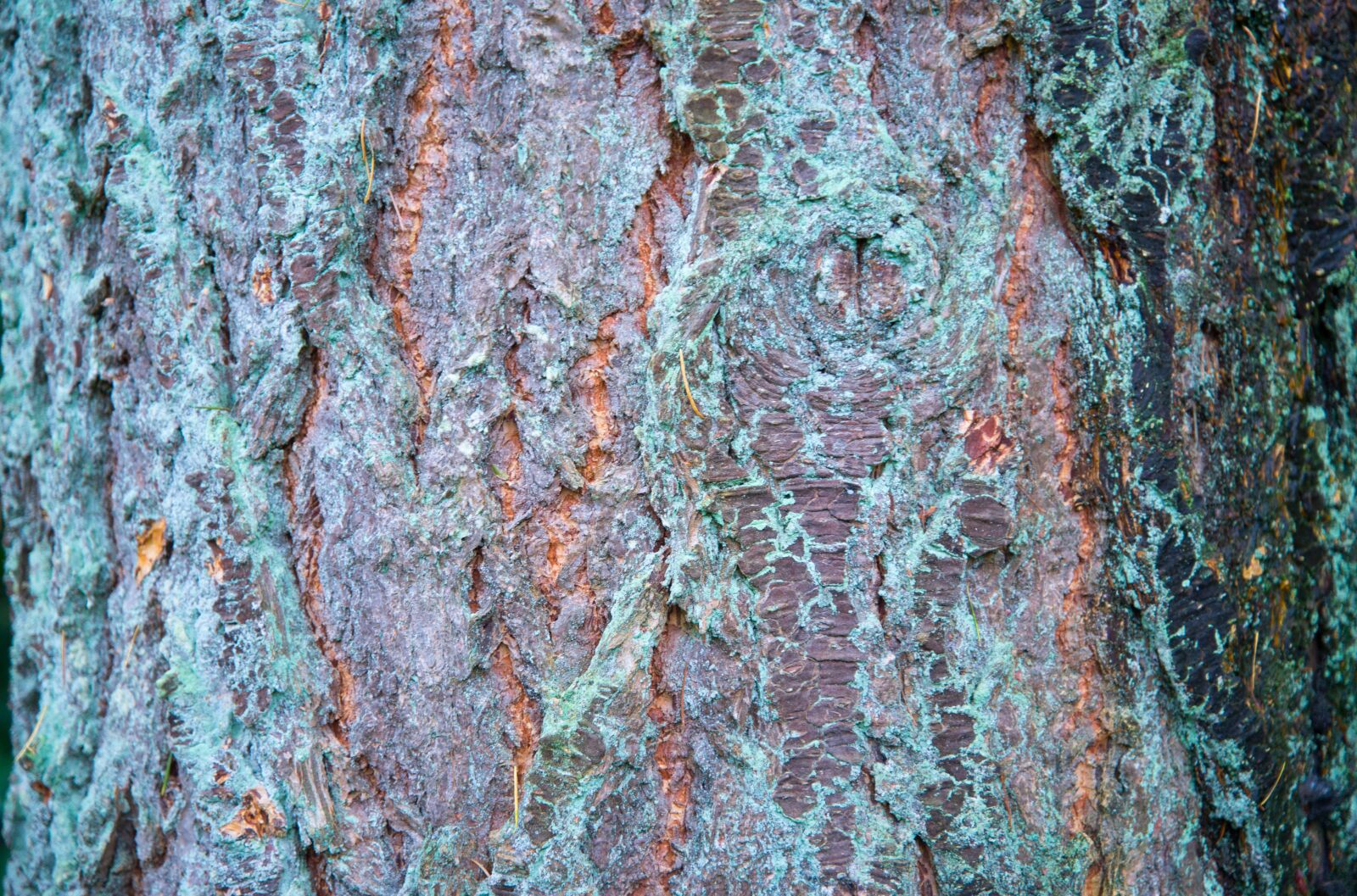Nikon D610 sample photo. Bark, tree, wood photography