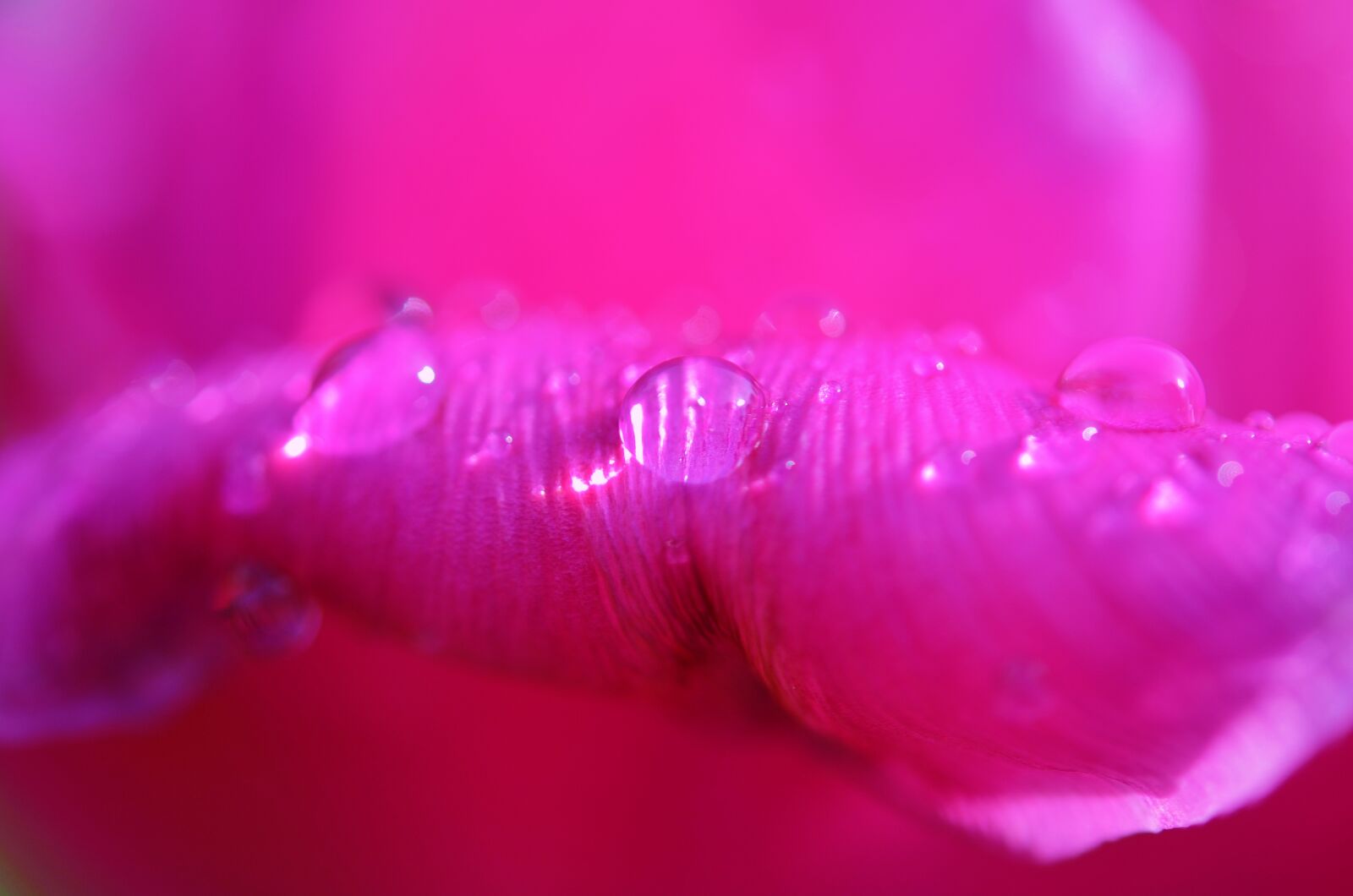 Nikon D7000 sample photo. Tulip, flower, spring photography