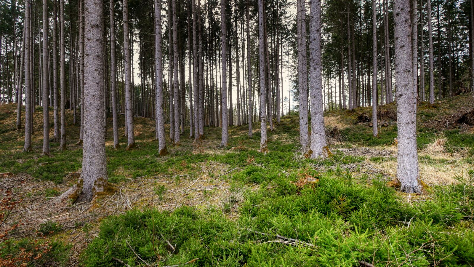 Panasonic Lumix DMC-GX8 sample photo. Forest, tree, nature photography
