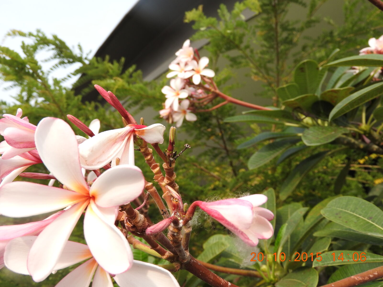 Nikon Coolpix P610 sample photo. Flower photography