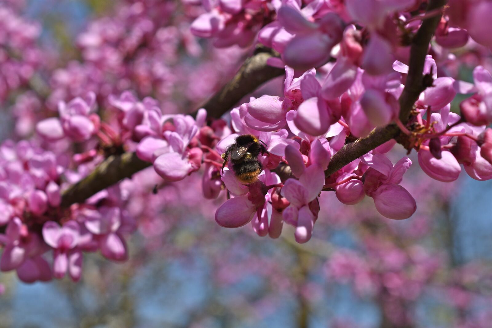 Nikon D5600 sample photo. Branch, flowers, pink photography
