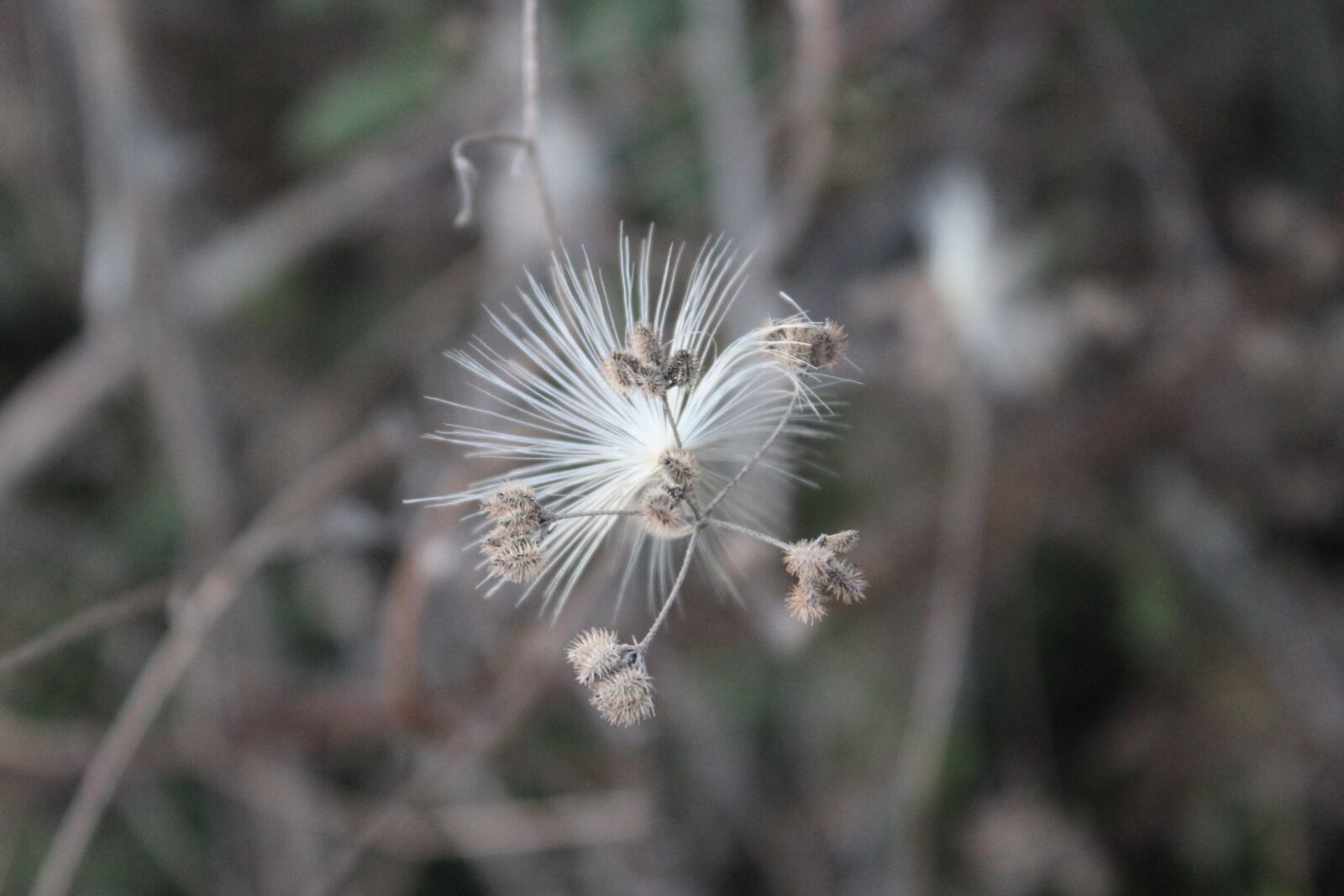 Canon EOS 600D (Rebel EOS T3i / EOS Kiss X5) sample photo. Izmit, kocaeli, turkey photography
