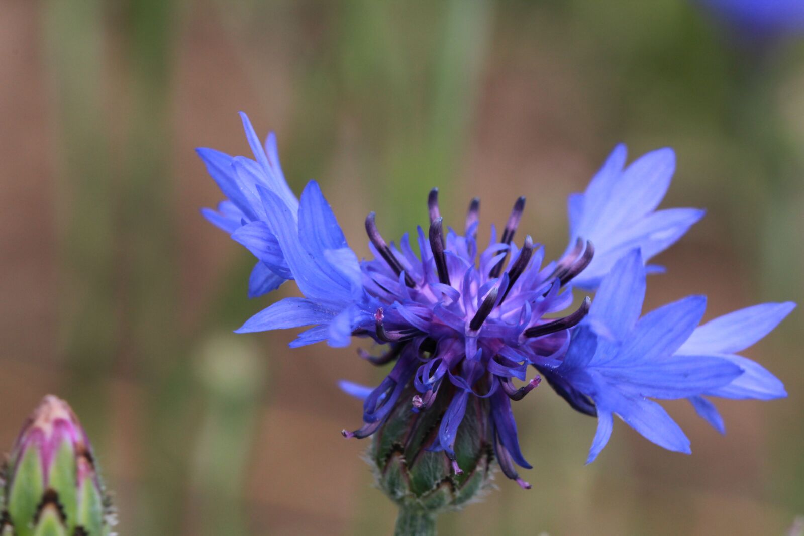 Canon EOS 1200D (EOS Rebel T5 / EOS Kiss X70 / EOS Hi) sample photo. Cornflower, garden, macro photography
