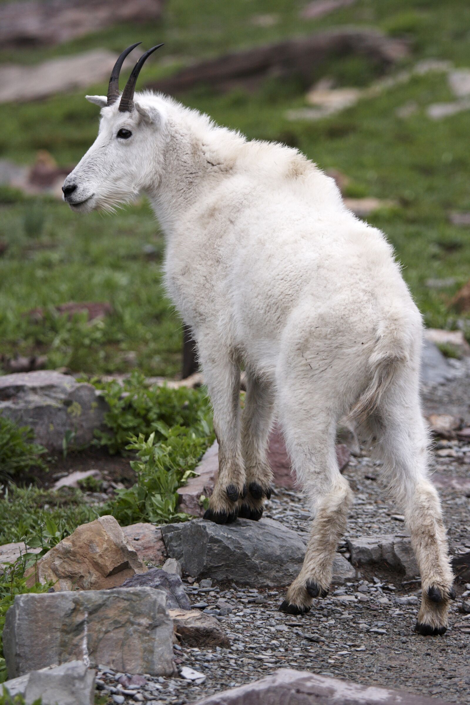 Canon EOS 40D sample photo. Mammal, nature, animal photography