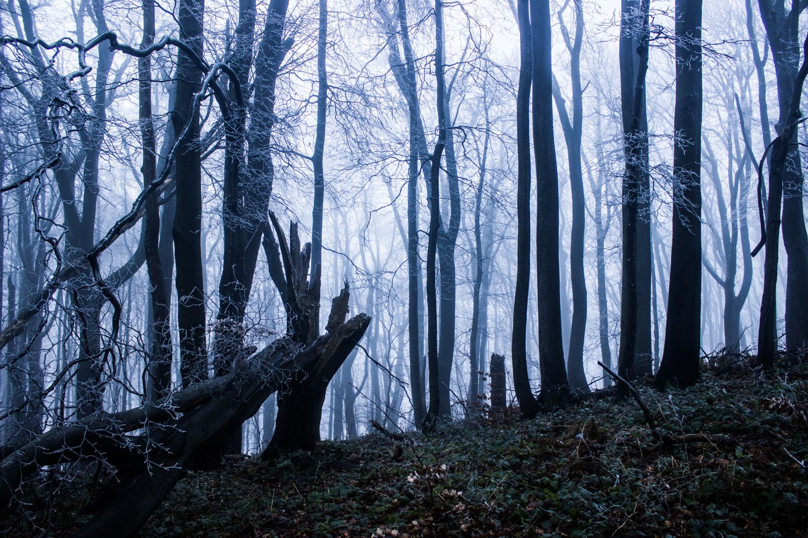 Canon EOS 600D (Rebel EOS T3i / EOS Kiss X5) sample photo. Winter, forest, trees photography