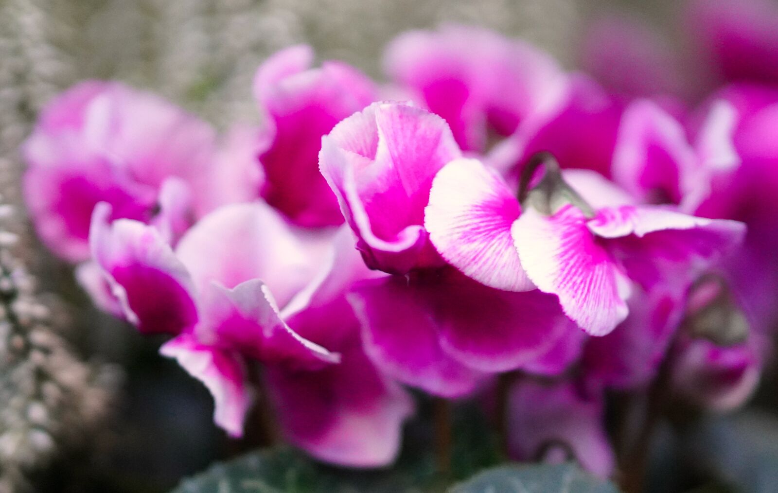 E 50mm F1.8 OSS sample photo. Cyclamen, blossom, bloom photography