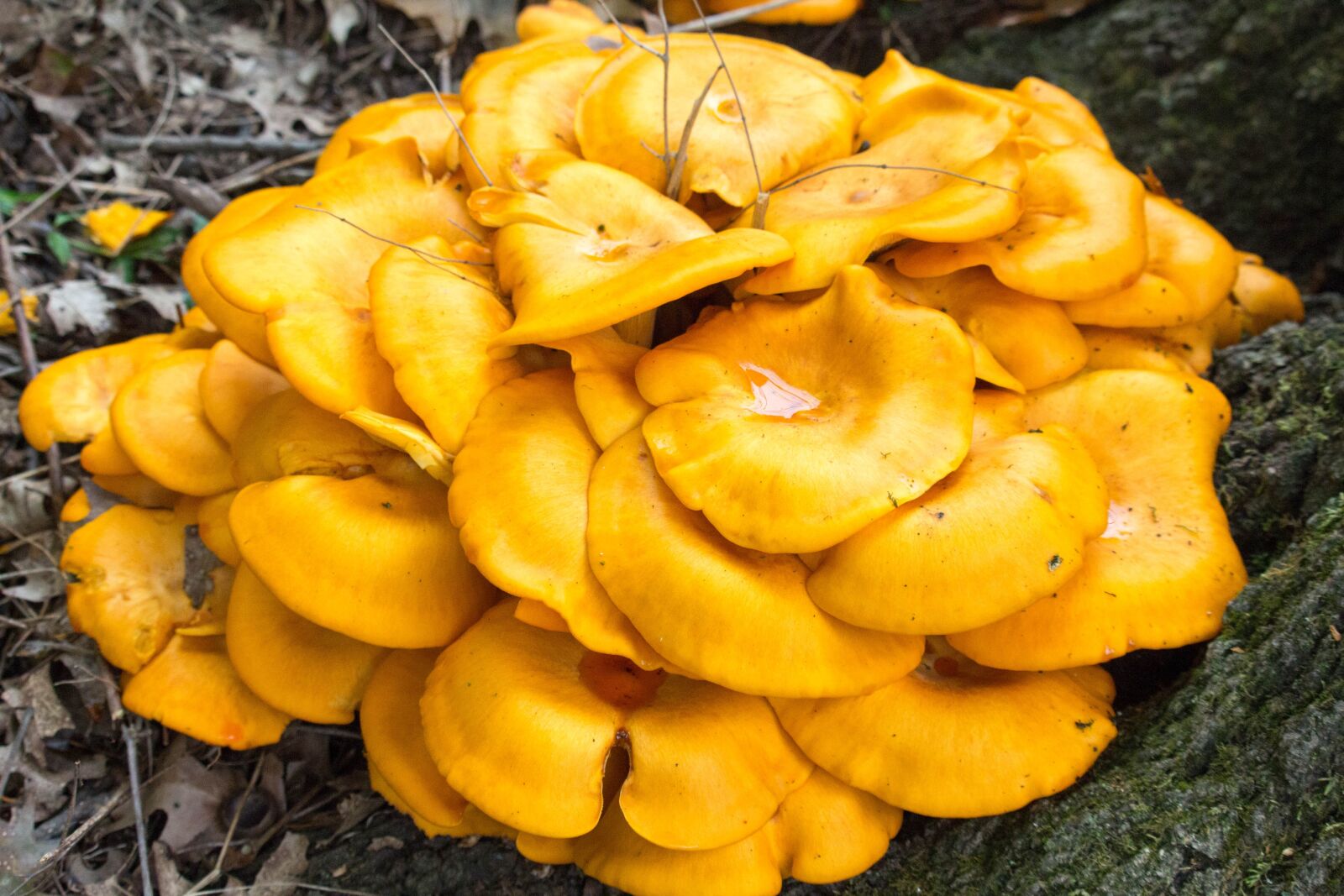 Canon EOS 700D (EOS Rebel T5i / EOS Kiss X7i) sample photo. Fungus, fall, mushroom photography