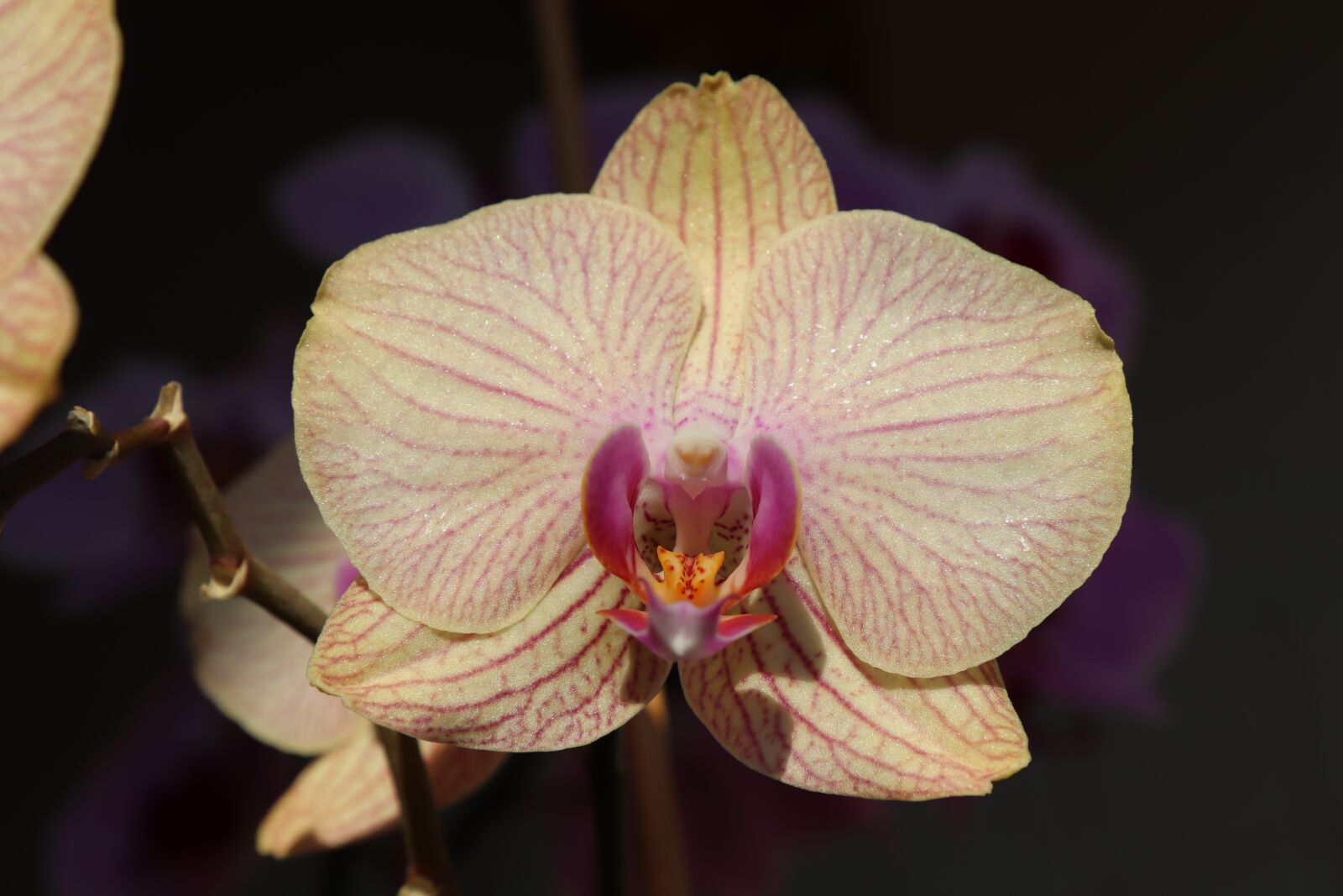 Canon EOS 800D (EOS Rebel T7i / EOS Kiss X9i) sample photo. Orchid, orchideenblüte, blossom photography