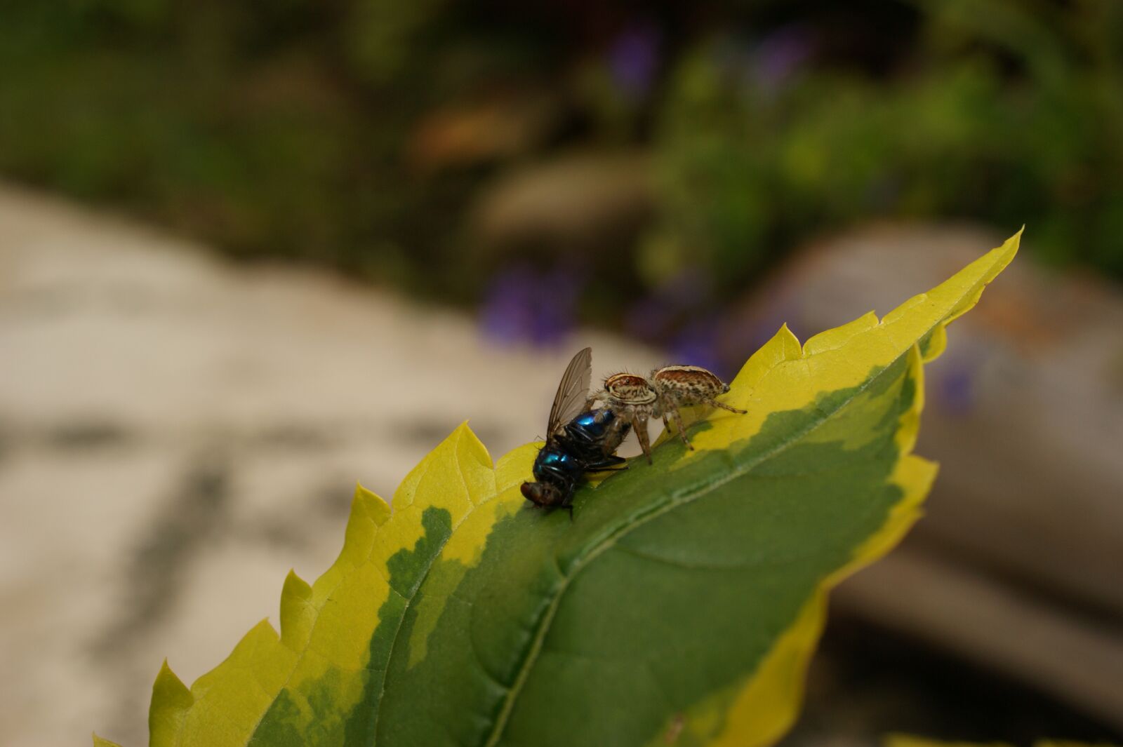 Sony Alpha DSLR-A390 sample photo. Images, area, kettle photography