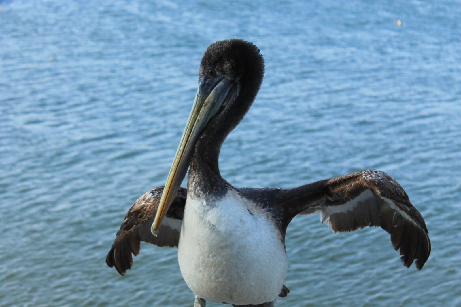 Canon EOS 1100D (EOS Rebel T3 / EOS Kiss X50) sample photo. Pelican, nature, bird photography