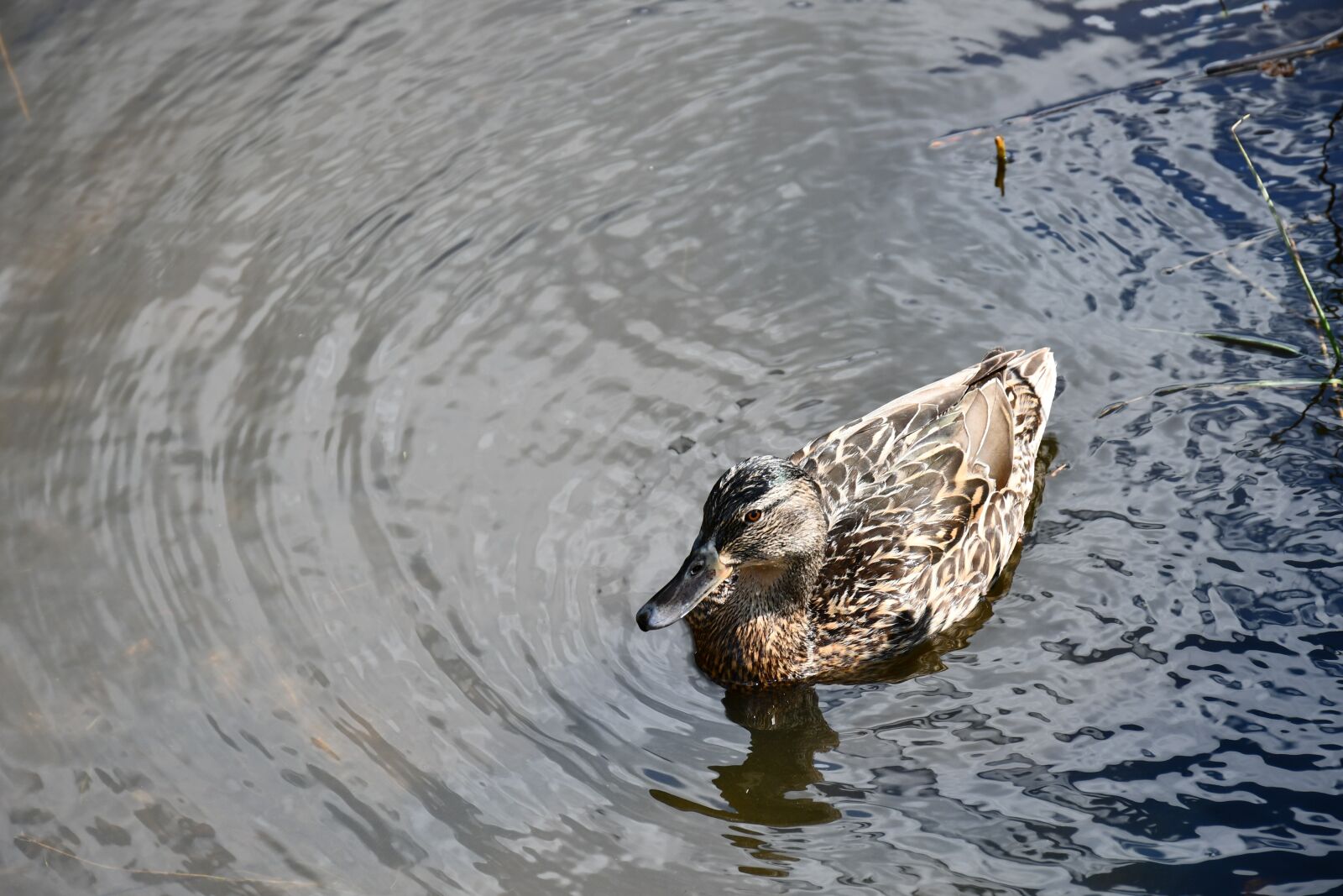 Nikon D7500 sample photo. Holland, mallard, birds photography