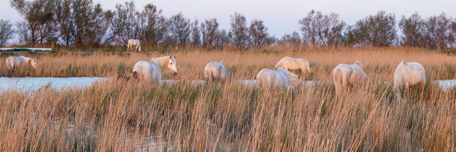 Canon EOS 550D (EOS Rebel T2i / EOS Kiss X4) sample photo. Horses, camargue, nature photography