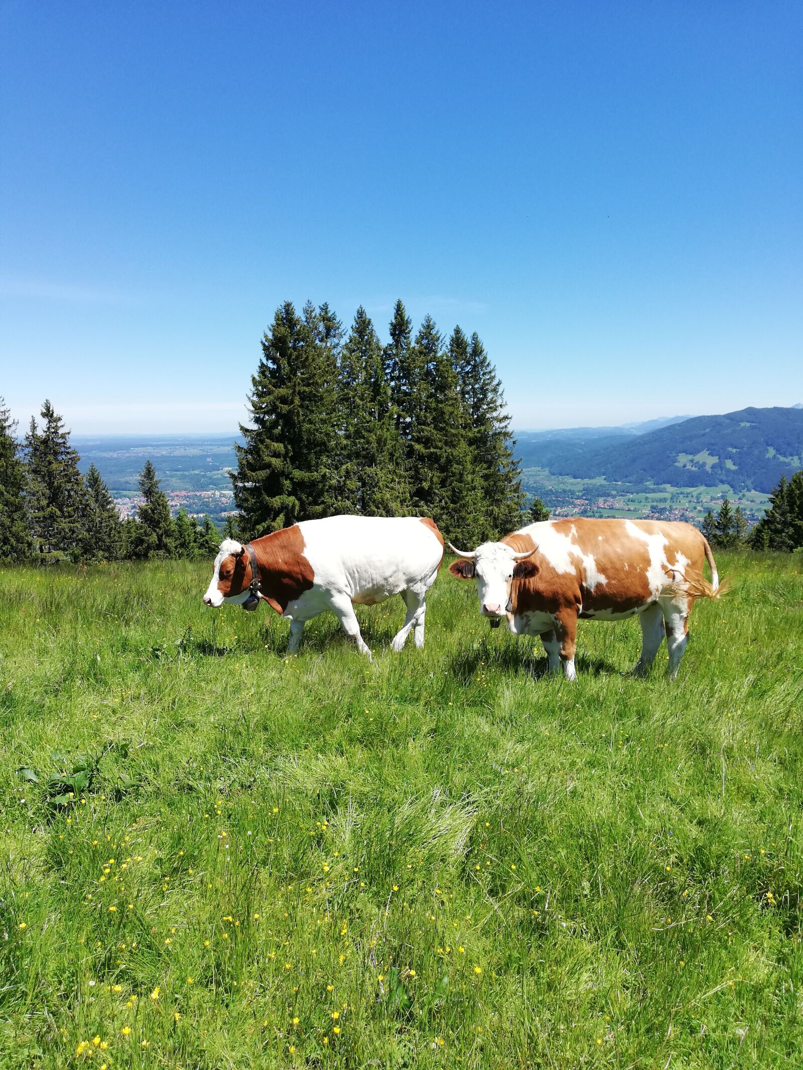 HUAWEI P20 lite sample photo. Brauneck, bavaria, mountains photography