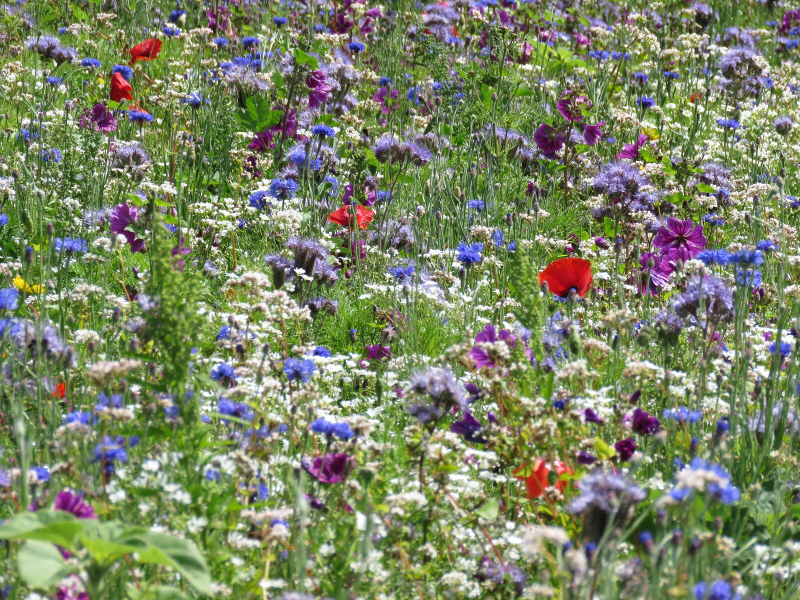 Canon PowerShot SX60 HS sample photo. Flowers, field, summer photography