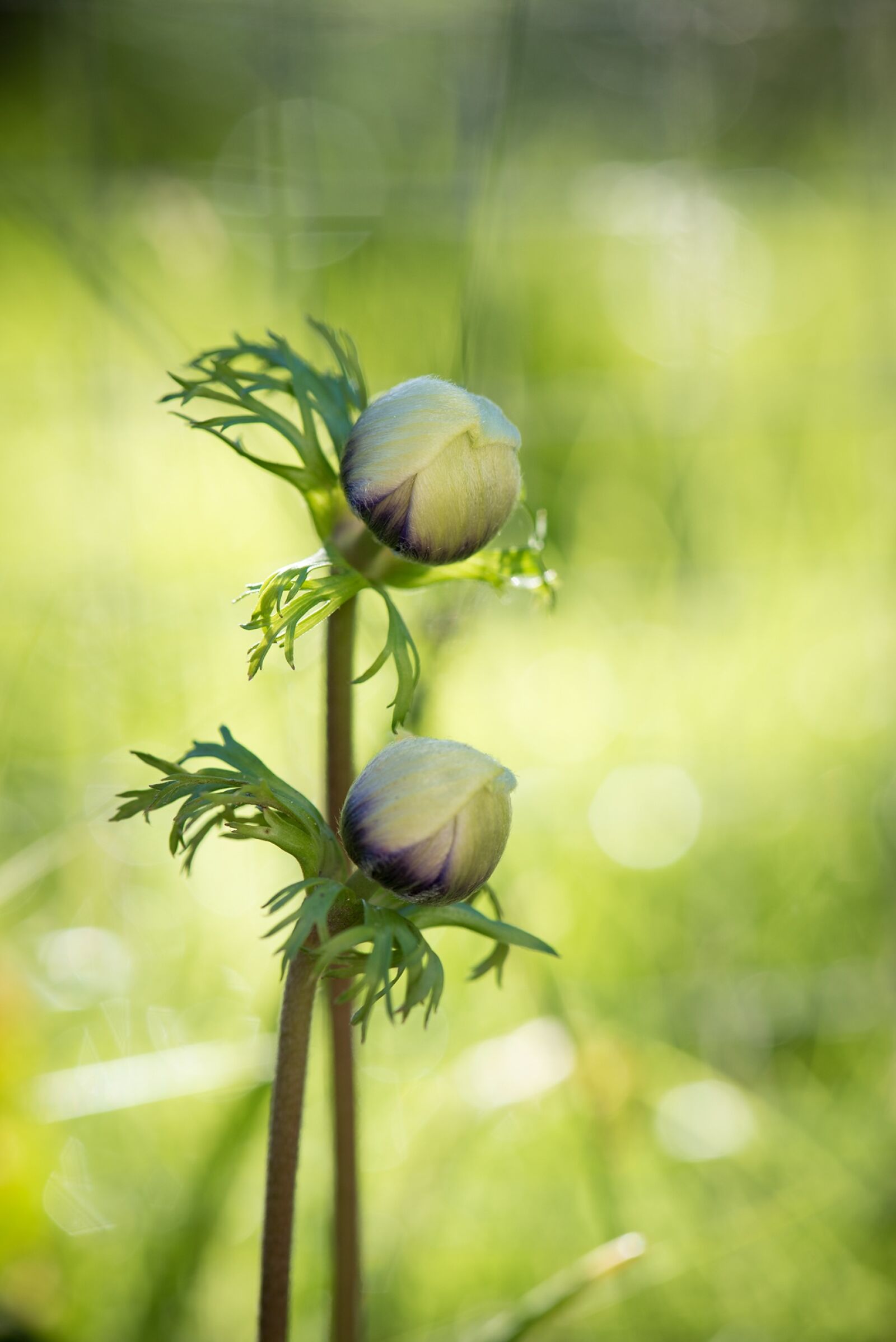 Nikon D750 sample photo. Anemone, flowers, closed photography