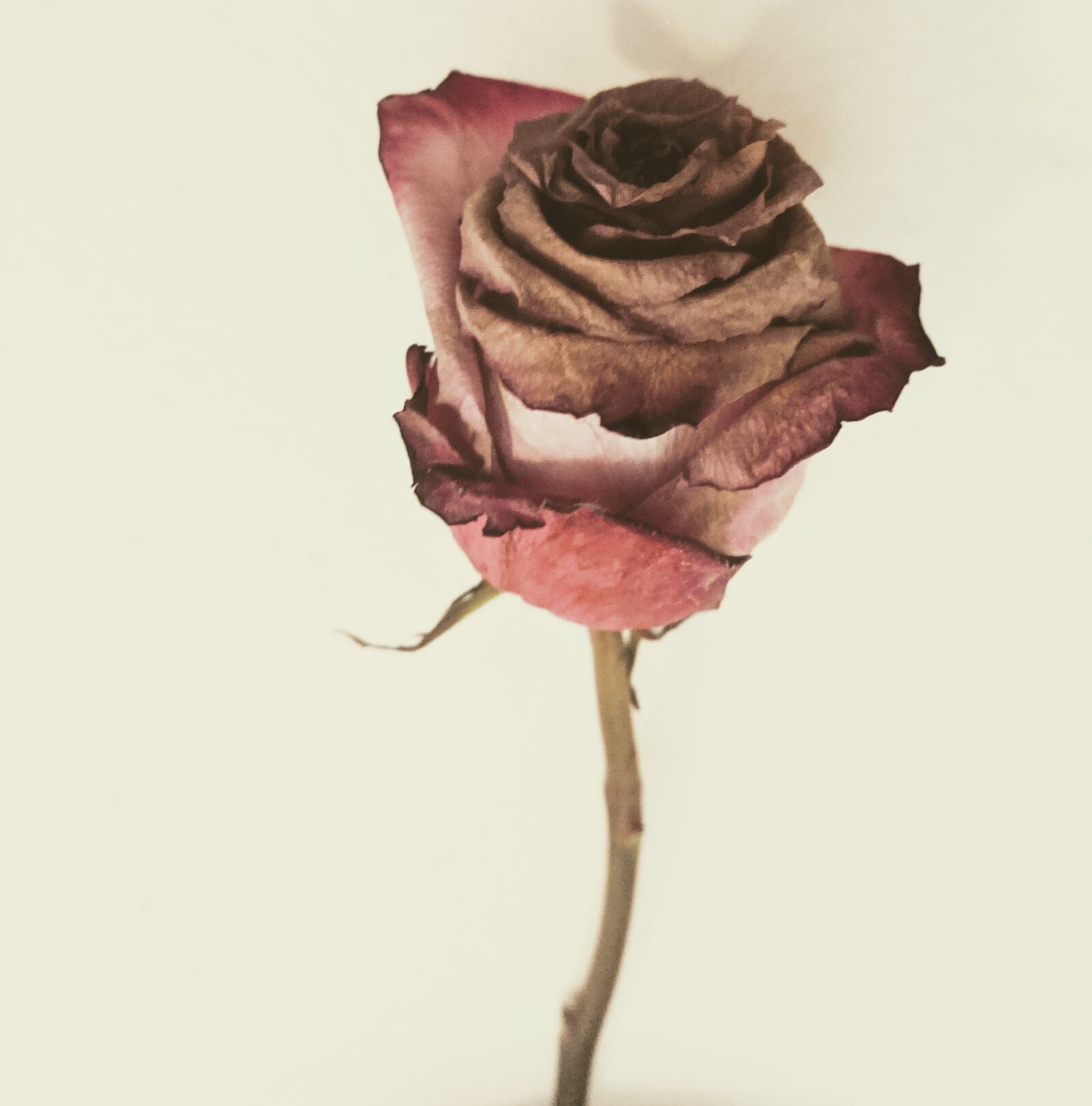 Google Pixel sample photo. Dried rose, muted, wilted photography