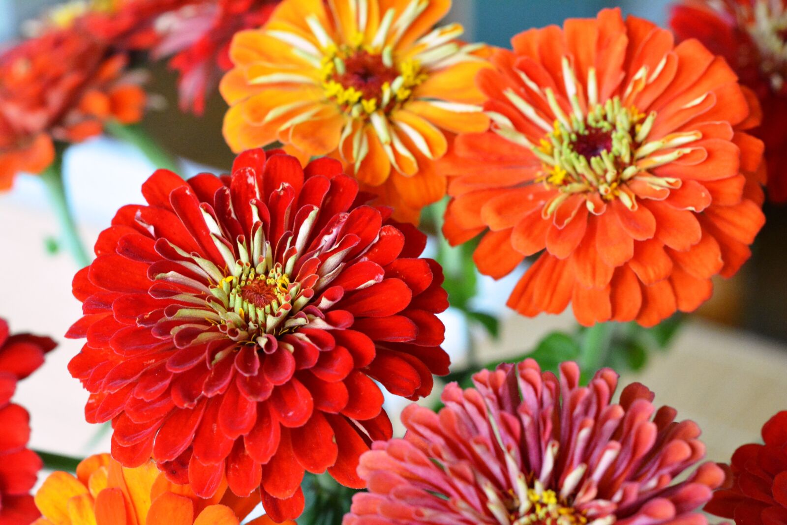 Nikon D5200 sample photo. Tin, zinnia, red photography