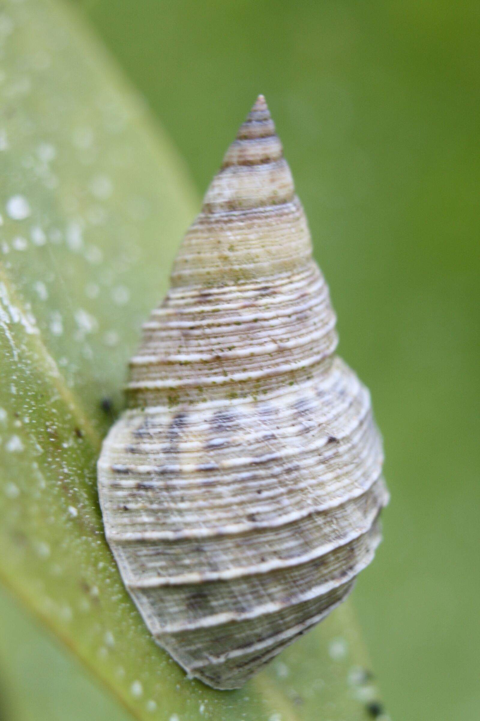 Canon EOS 1000D (EOS Digital Rebel XS / EOS Kiss F) sample photo. Mollusc, snail, mangrove photography