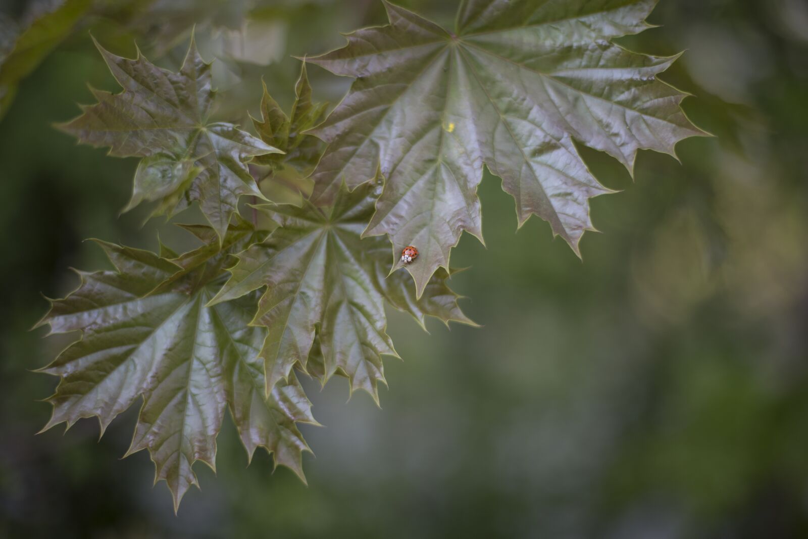 Canon EOS 6D + Canon EF 50mm F1.4 USM sample photo. Leaf, maple, leafs, ladybug photography