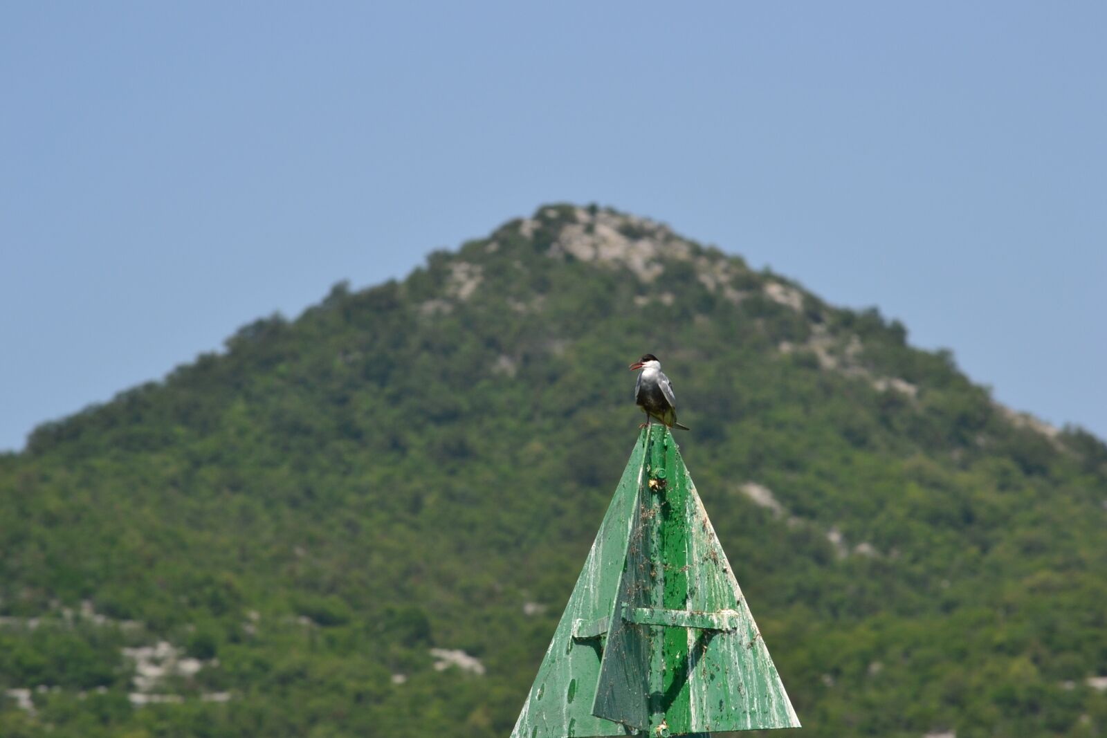 Nikon D3100 sample photo. Bird, mountain, sea photography