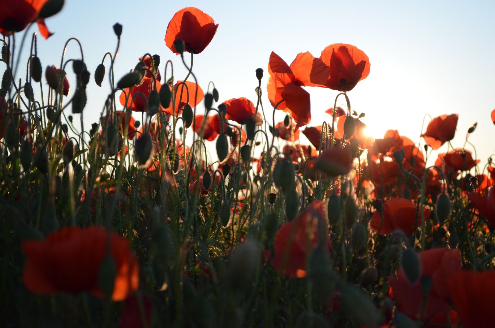 Nikon D5100 sample photo. Poppies, field, red photography