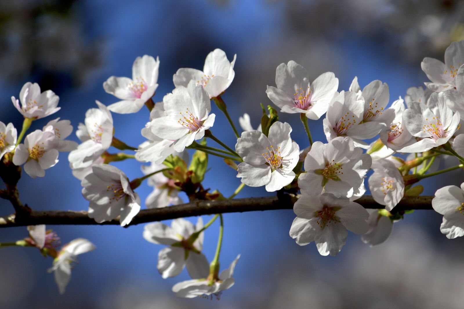 Nikon D3100 sample photo. Flowers, cherry blossoms, white photography