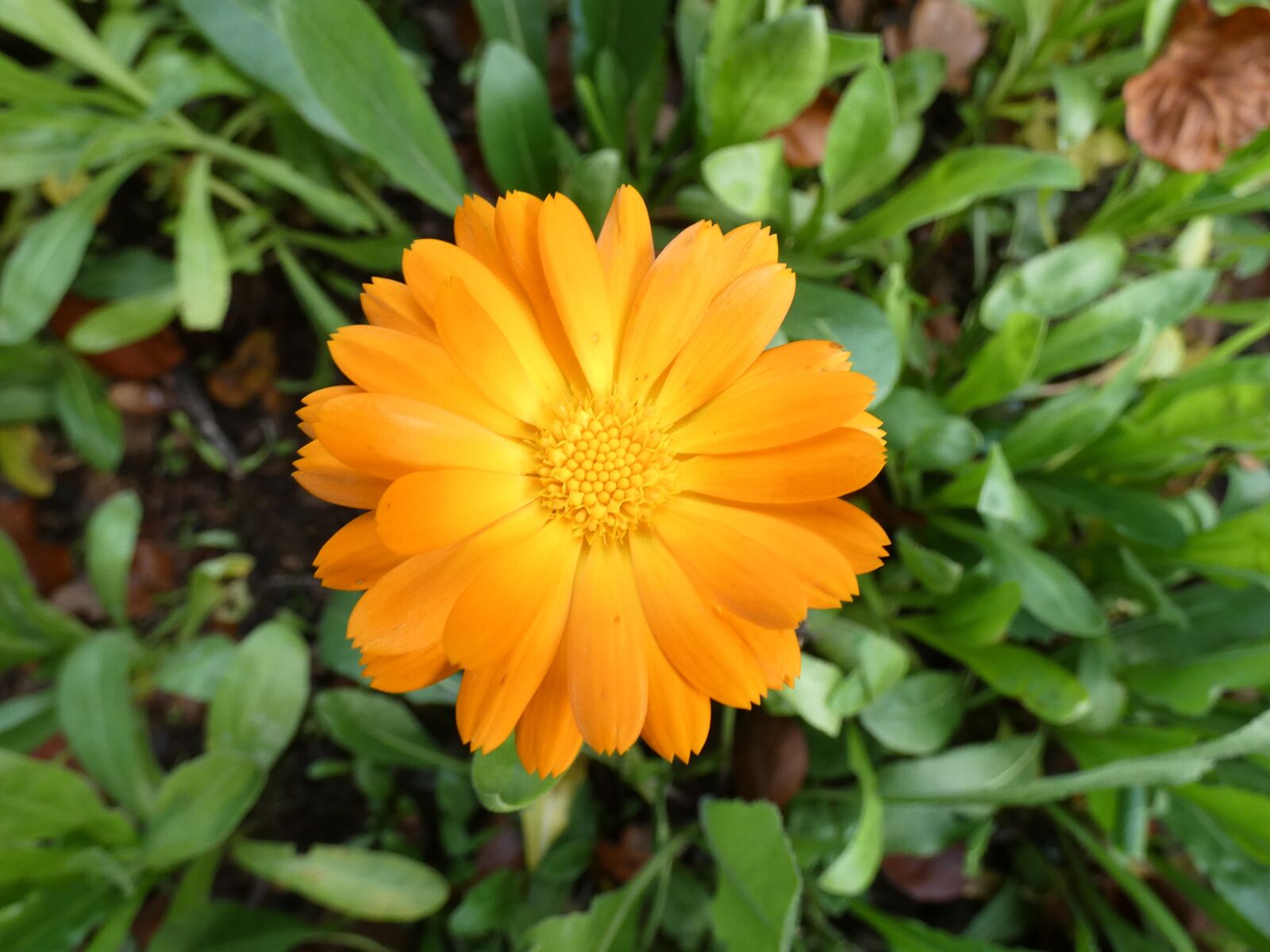 Panasonic Lumix DC-FZ80 (Lumix DC-FZ82) sample photo. Marigold, orange, petals photography