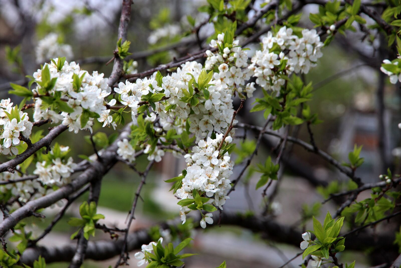 Canon EOS 650D (EOS Rebel T4i / EOS Kiss X6i) sample photo. Bird-cherry tree, tree, bloom photography