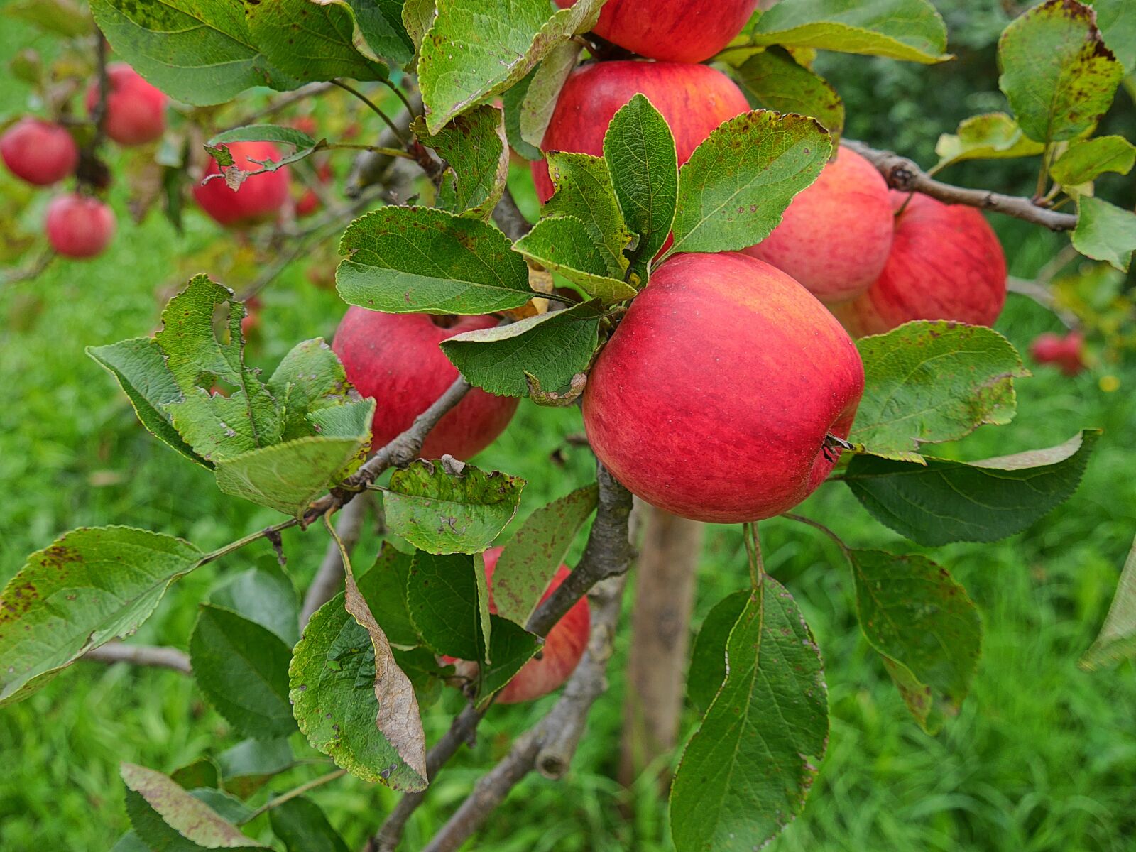 Panasonic Lumix DMC-G6 sample photo. Apple, apple tree, nature photography