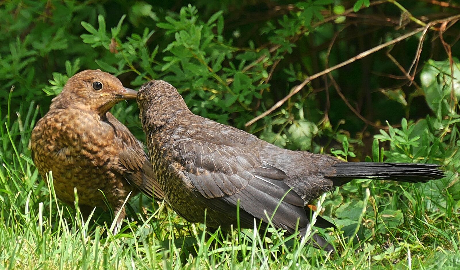 Panasonic Lumix DMC-G6 sample photo. Young star, star, bird photography