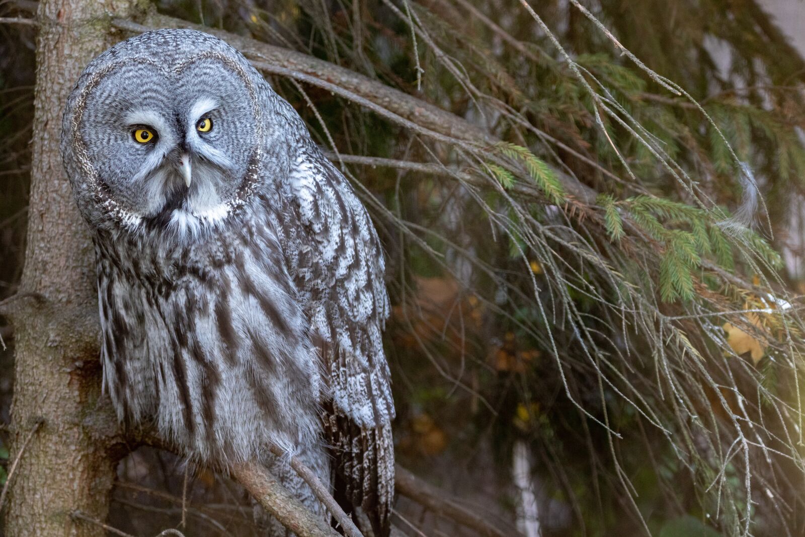 150-600mm F5-6.3 DG OS HSM | Contemporary 015 sample photo. Bart owl, owl, bird photography