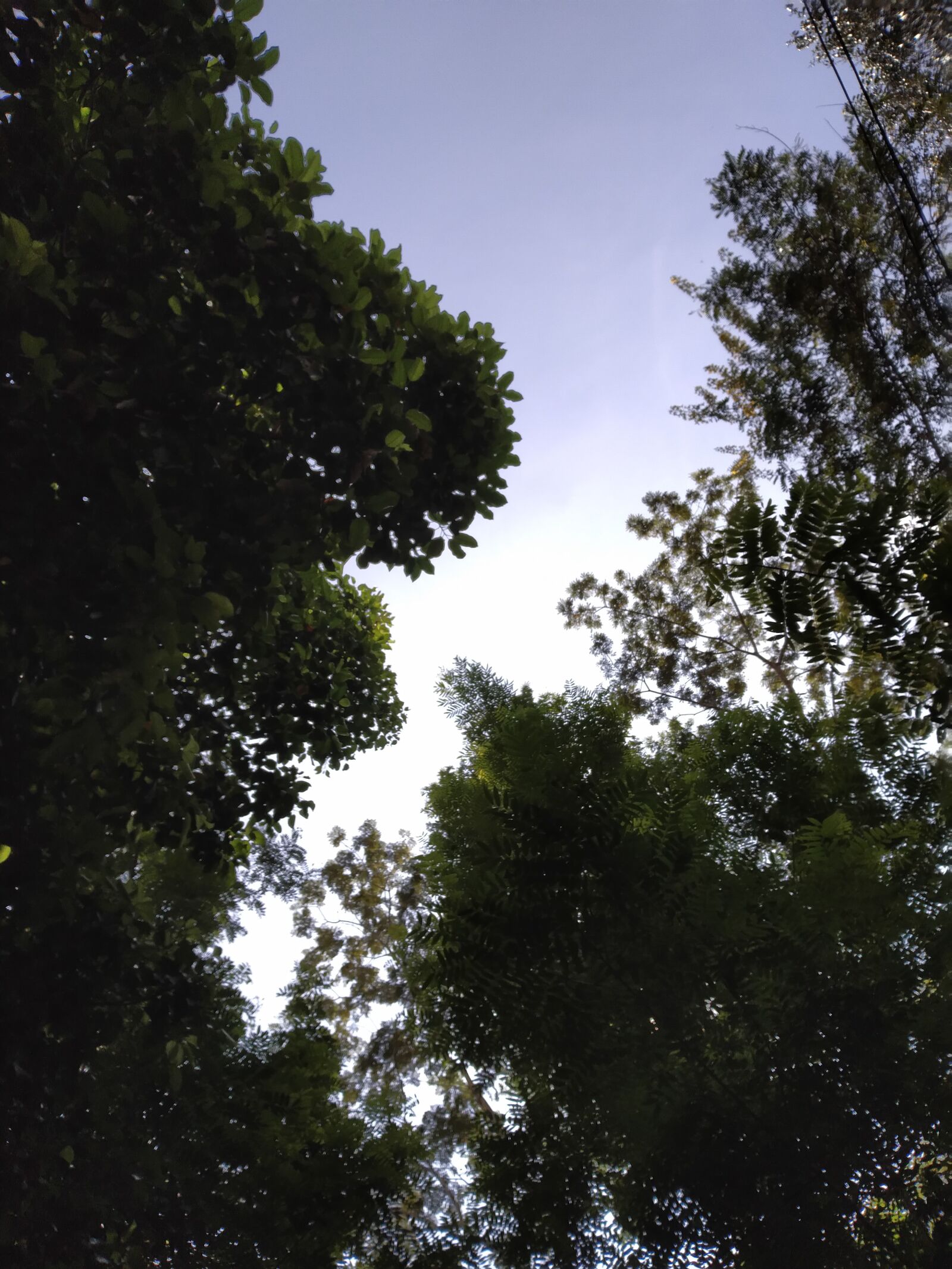 ASUS X01BDA sample photo. Tree, sky, background photography