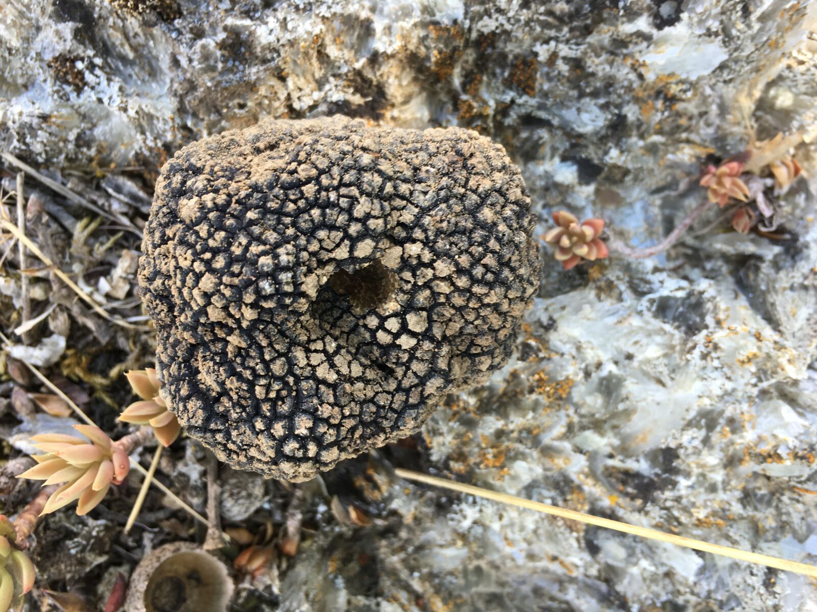 Apple iPhone 6s sample photo. Truffle, nature, stone photography