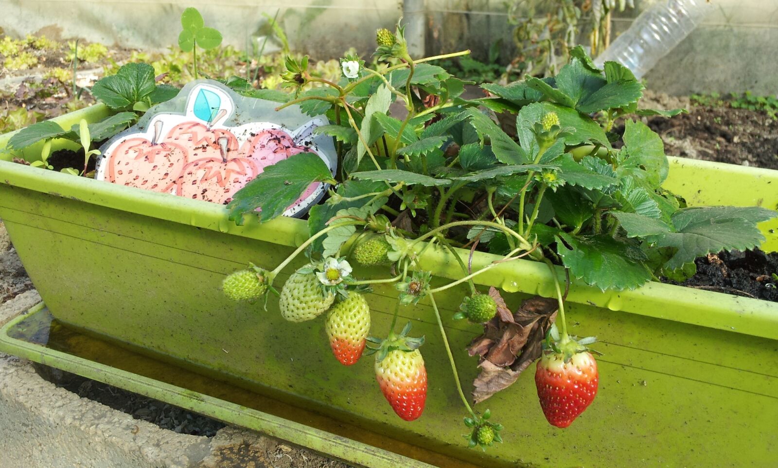 Samsung Galaxy S2 sample photo. Strawberries, cultivation, ecological photography