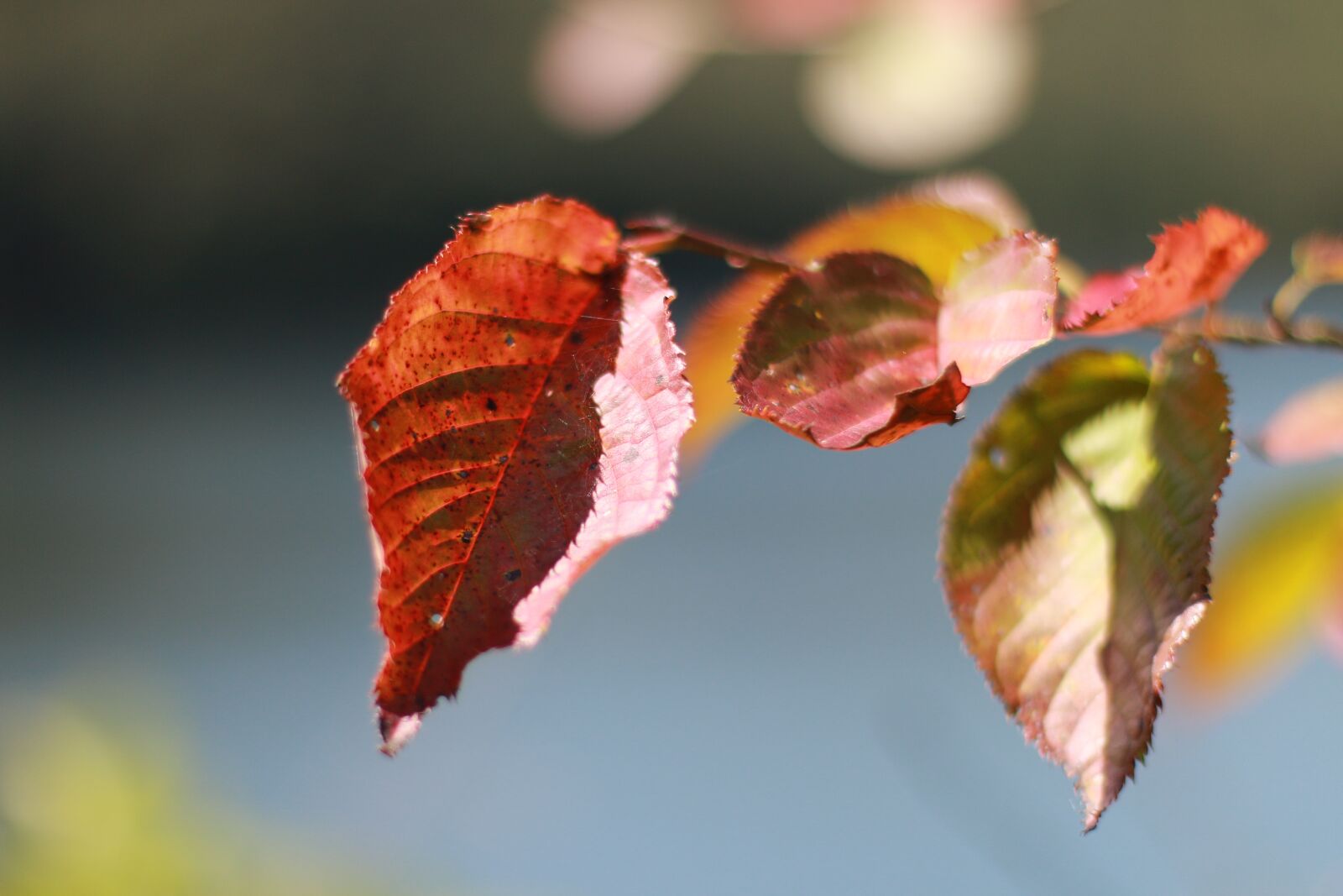 Canon EOS 70D + Canon EF 50mm F1.4 USM sample photo. The leaves, red, abstract photography