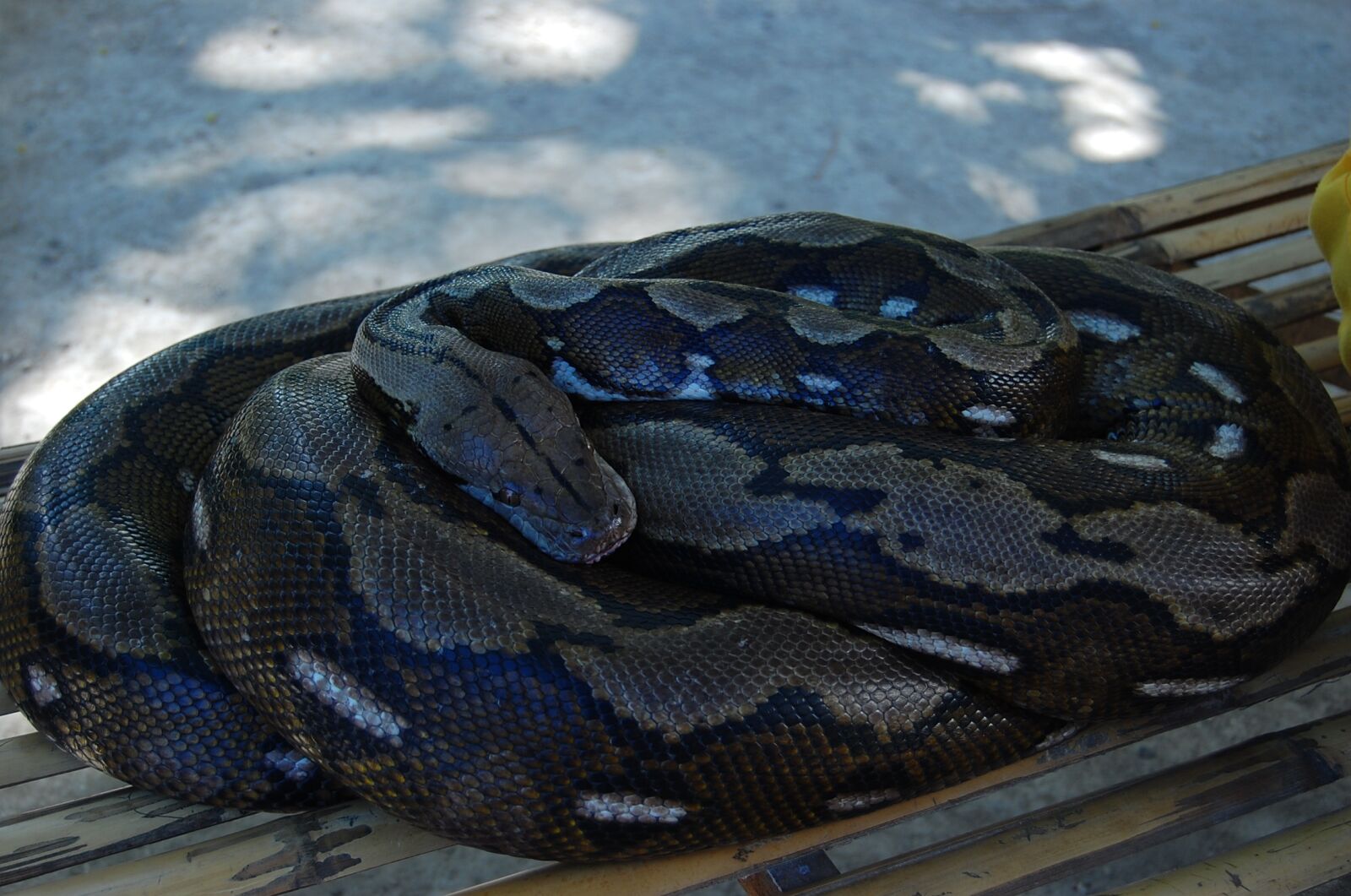 Nikon D40 sample photo. Nature, water, reptile photography