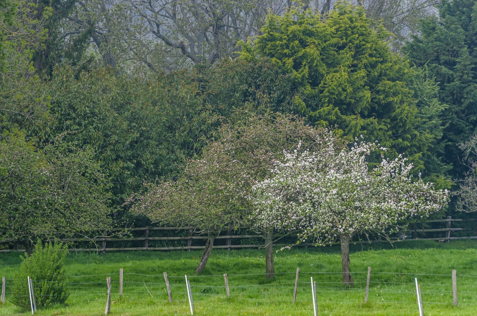 Nikon D7000 sample photo. Tree, flower, apple photography