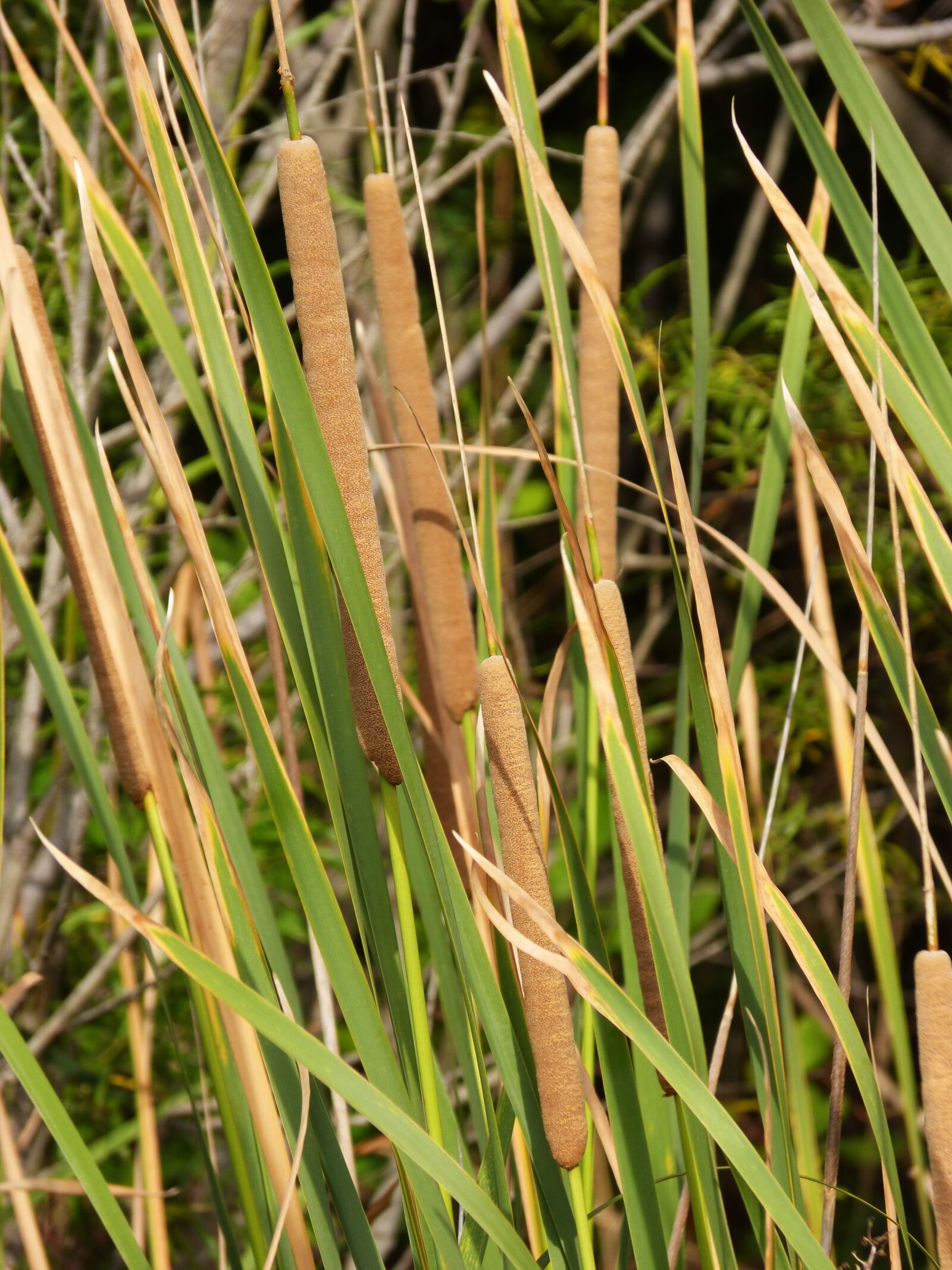 Panasonic DMC-FZ62 sample photo. Reed, junco, wicker photography