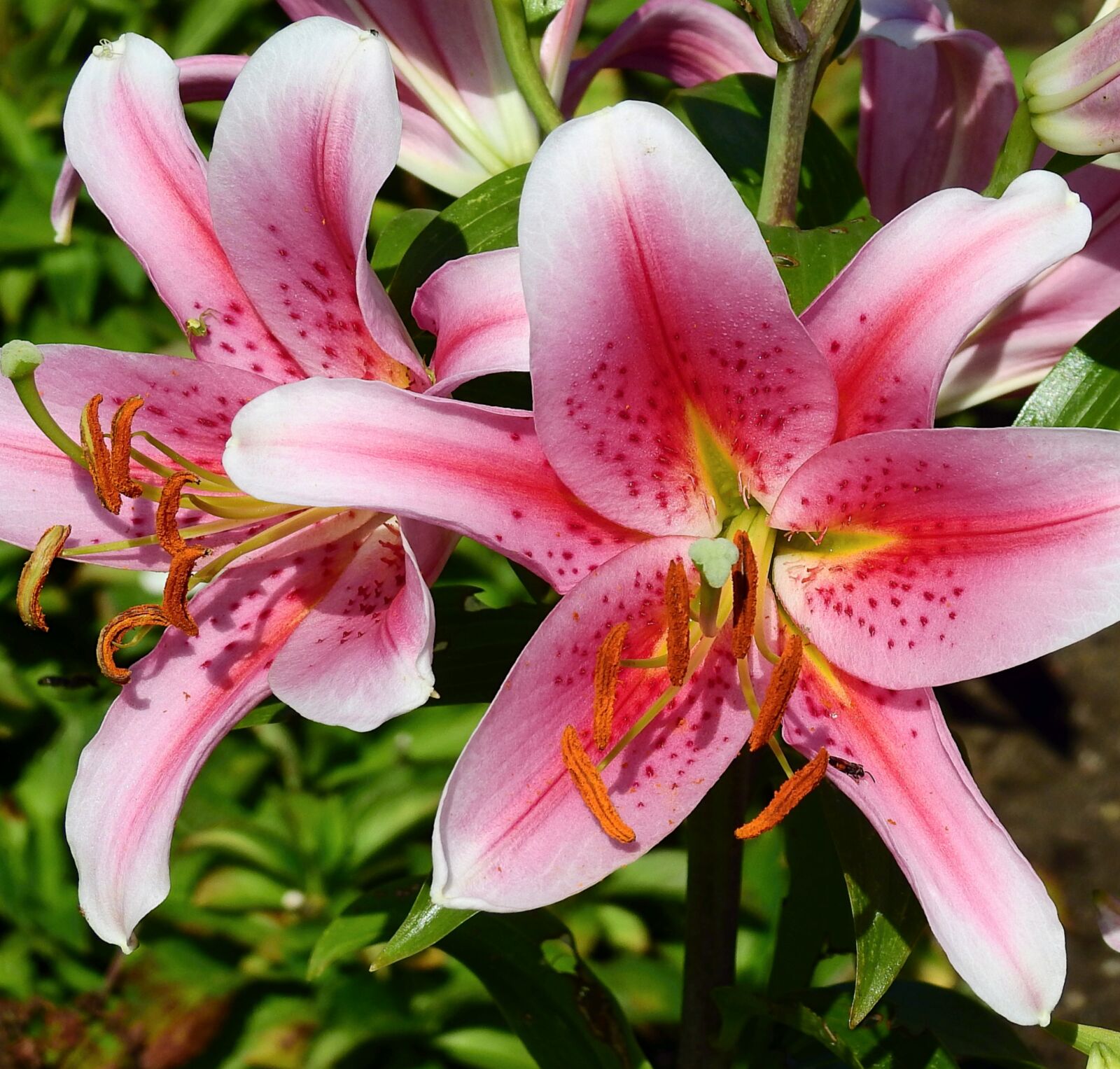 Nikon Coolpix P900 sample photo. Flowers, beauty, nature photography
